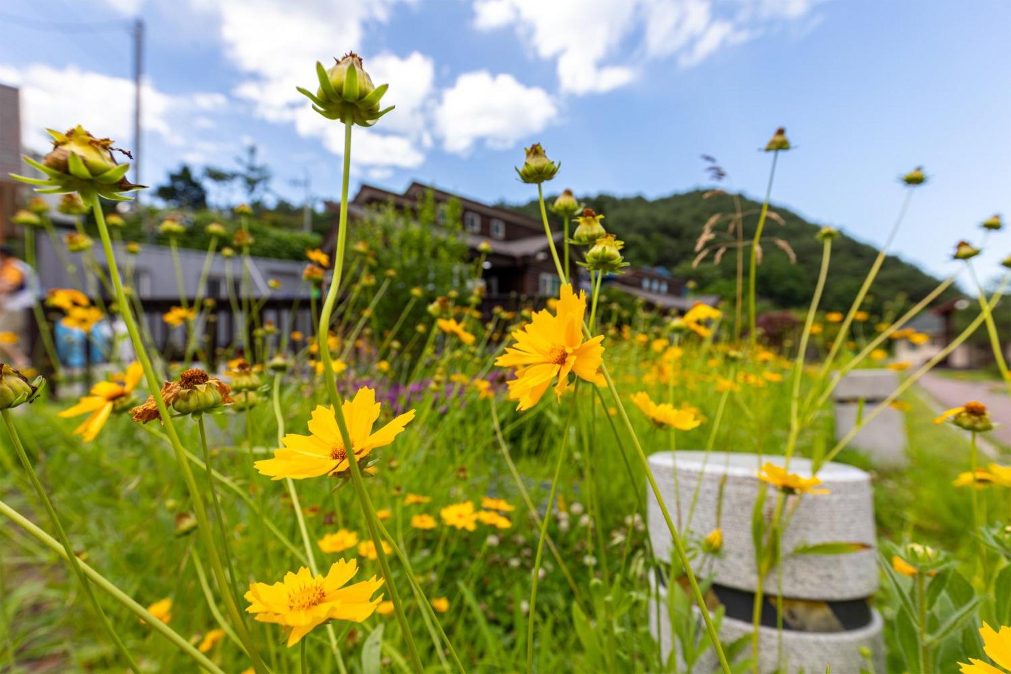 Hotel Gangneung Yasaenghwa Maeul Zewnętrze zdjęcie